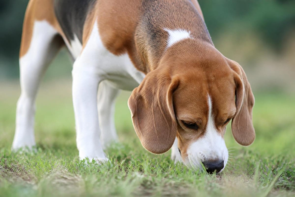 Dog scent detection capabilities