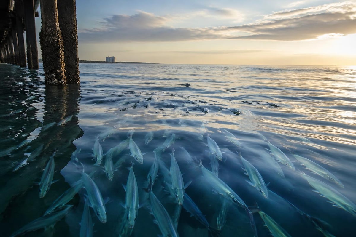 Blue runner habitat zones