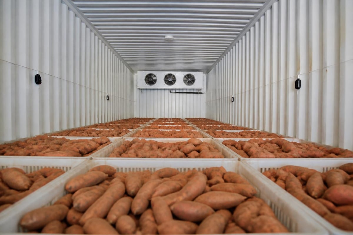 Reefer container temperature zones