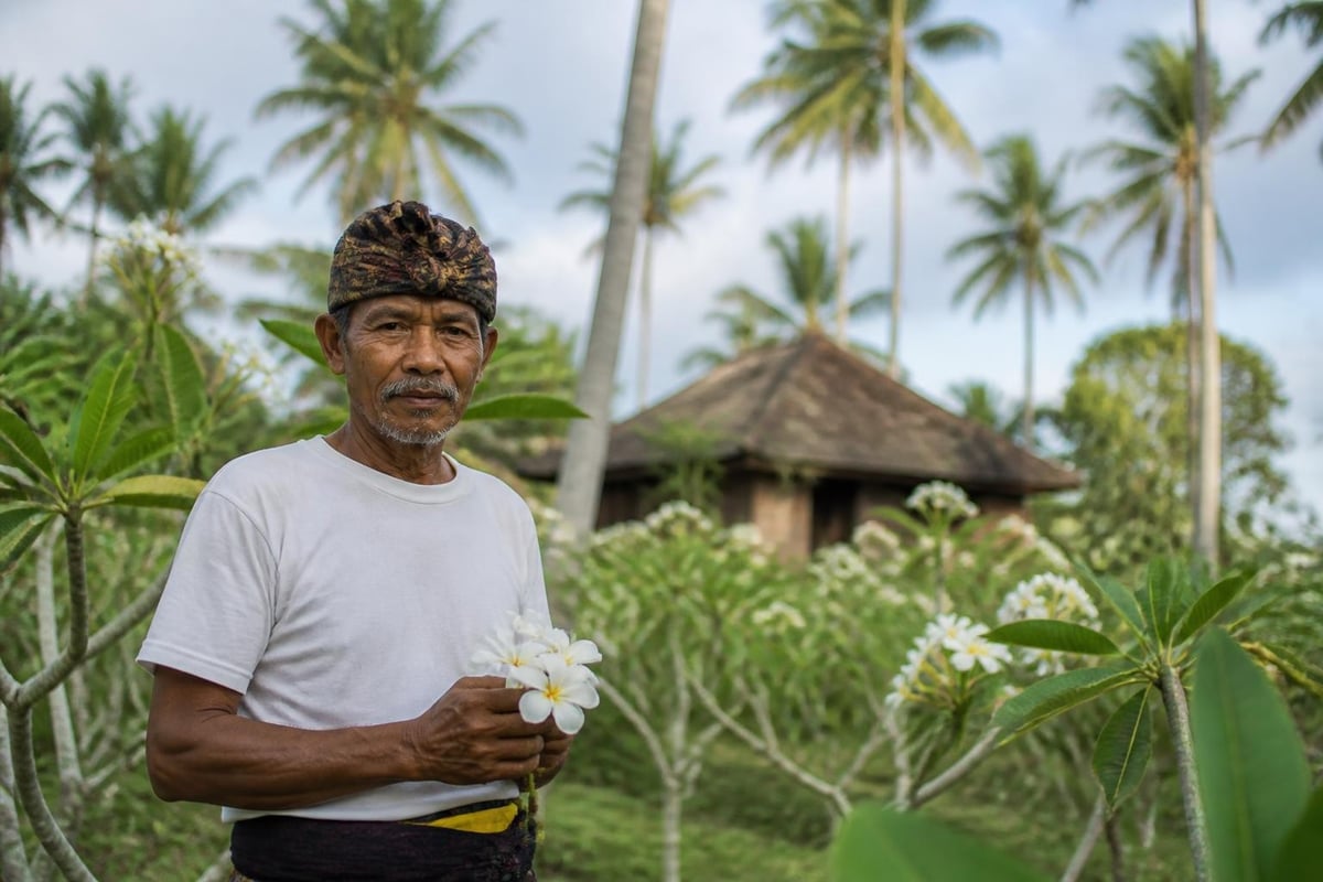 Frangipani cultivation in Indonesian coastal communities