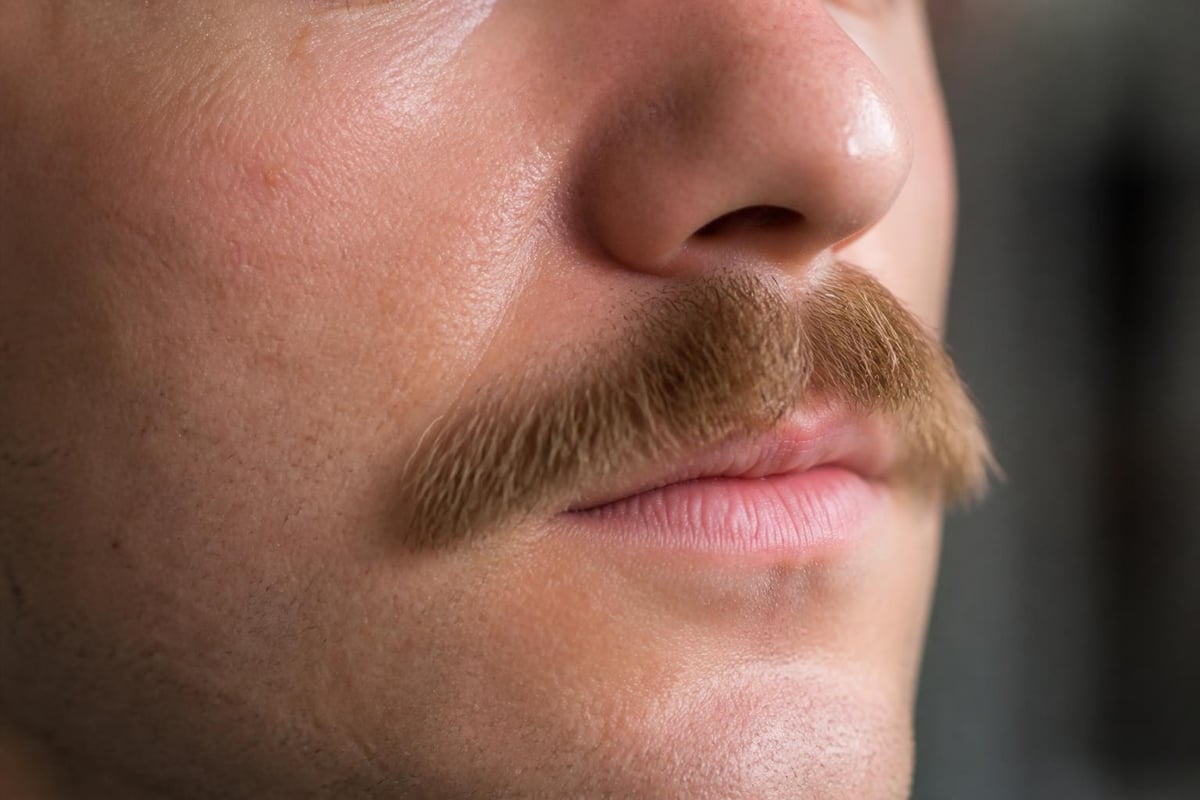 Mustache hair follicle cross-section
