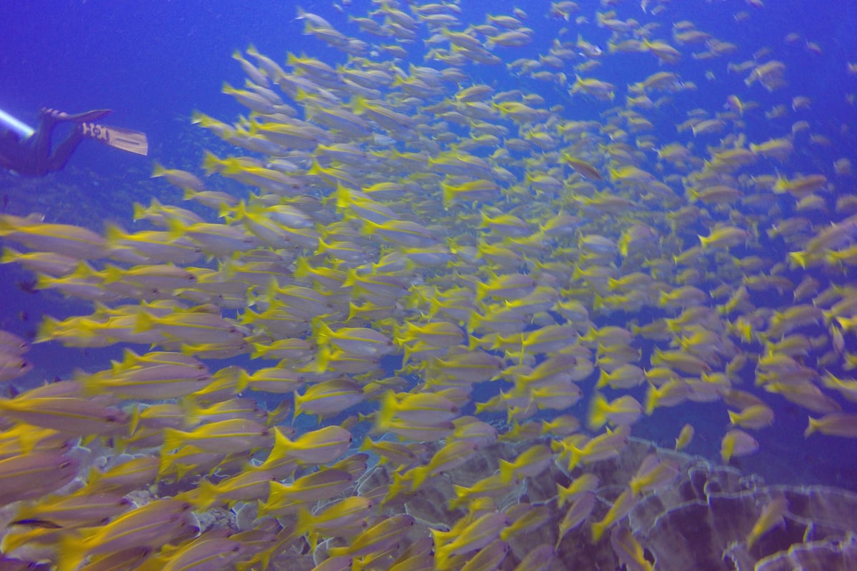 Discover Scuba Diving - Submariner diving