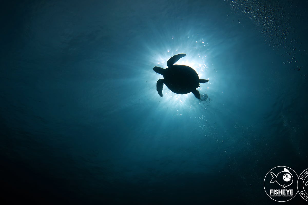 Discover Scuba Diving - Palawan Diving