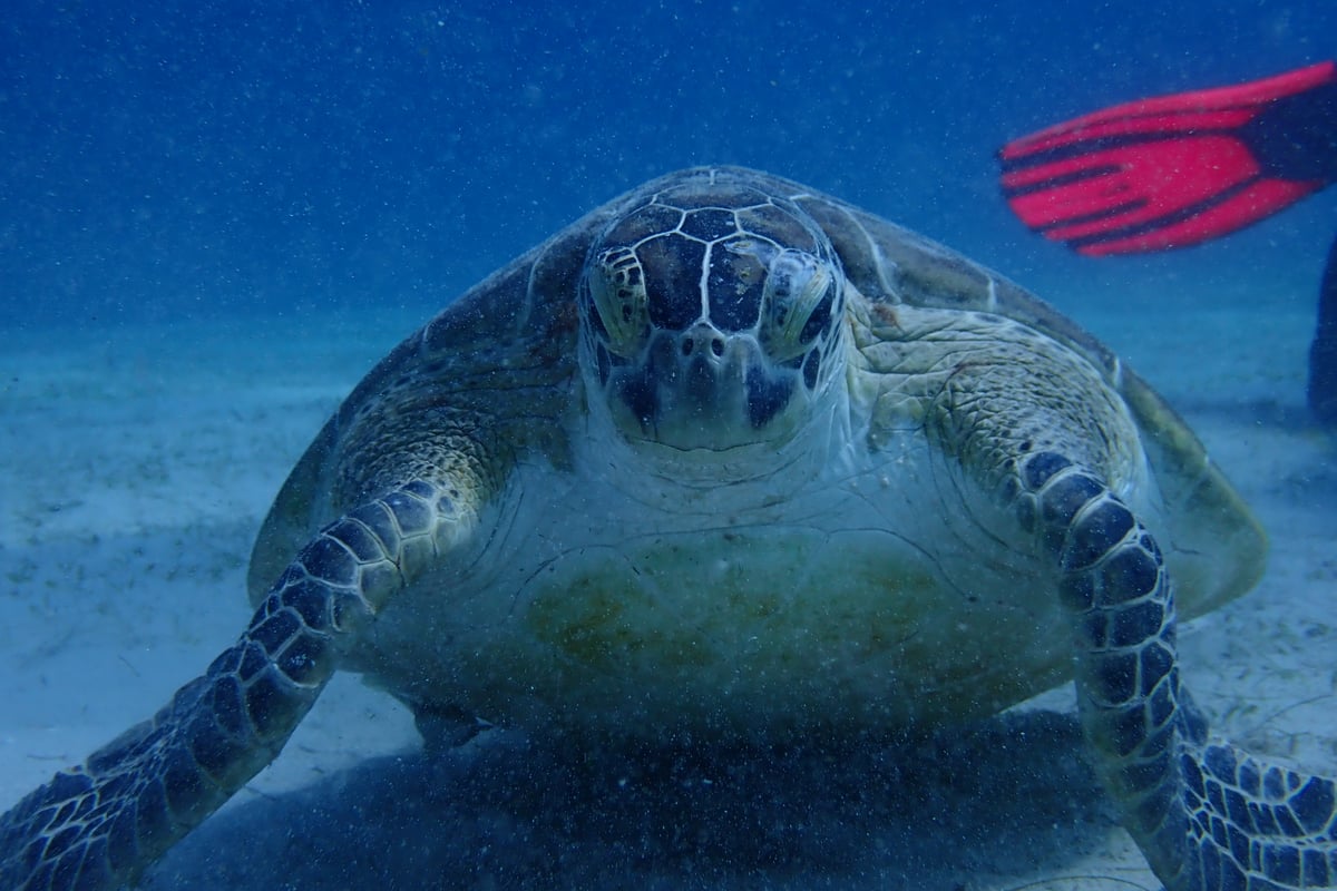 Discover Scuba Diving - Palawan Diving