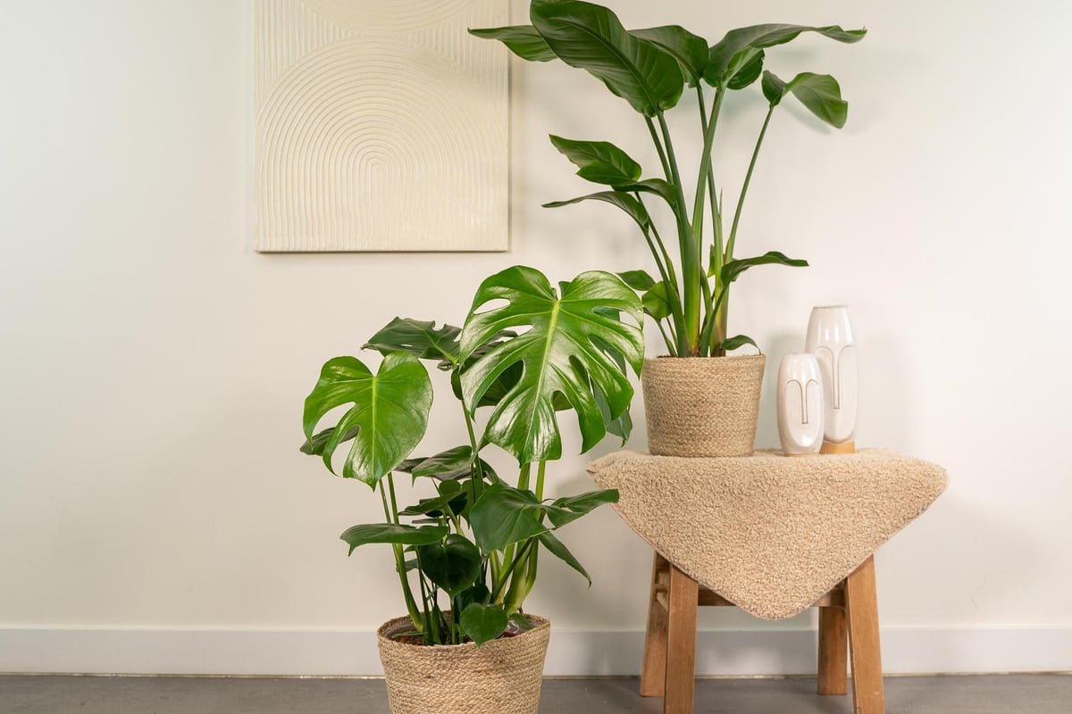 Strelitzia Nicolai - Ø19cm - ↕85cm + Monstera Deliciosa - Ø21cm - ↕75cm + Mand Selin - Elinka Pots & Plants