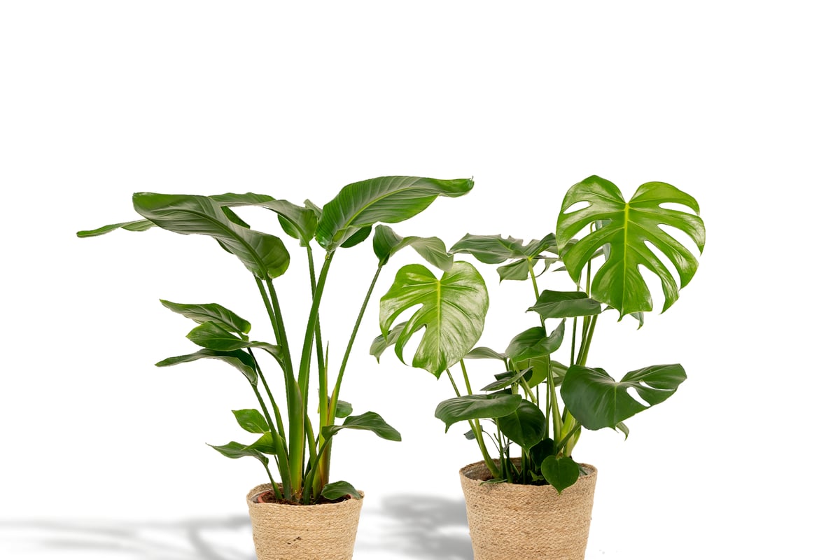 Strelitzia Nicolai - Ø19cm - ↕85cm + Monstera Deliciosa - Ø21cm - ↕75cm + Mand Selin - Elinka Pots & Plants
