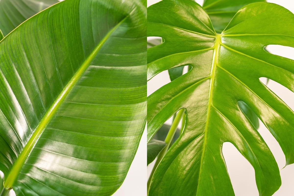 Strelitzia Nicolai - Ø19cm - ↕85cm + Monstera Deliciosa - Ø21cm - ↕75cm + Mand Selin - Elinka Pots & Plants
